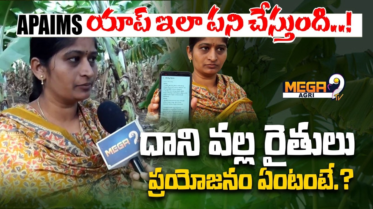 APAIMS యాప్ ఇలా పని చేస్తుంది..! | New Digital Agriculture App | All Services For Farmers | Mega9 TV