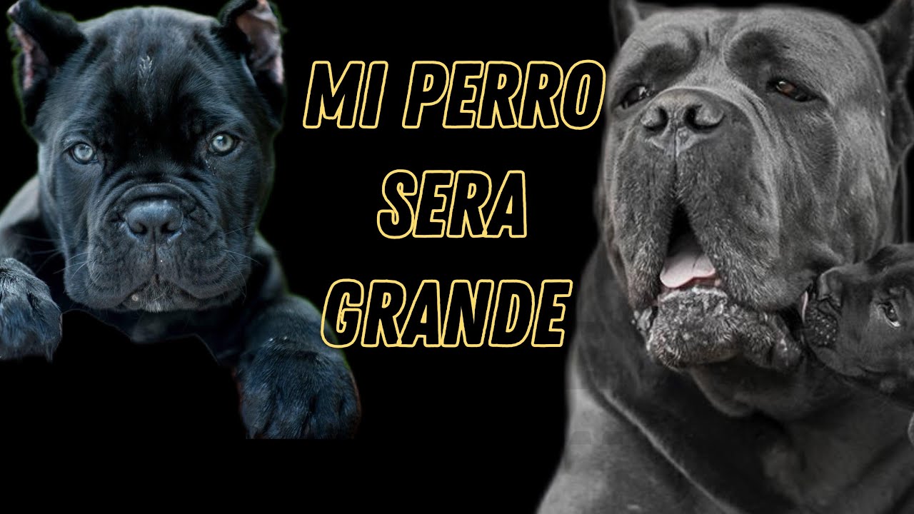 COMO SABER SI MI PERRO SERA GRANDE ?