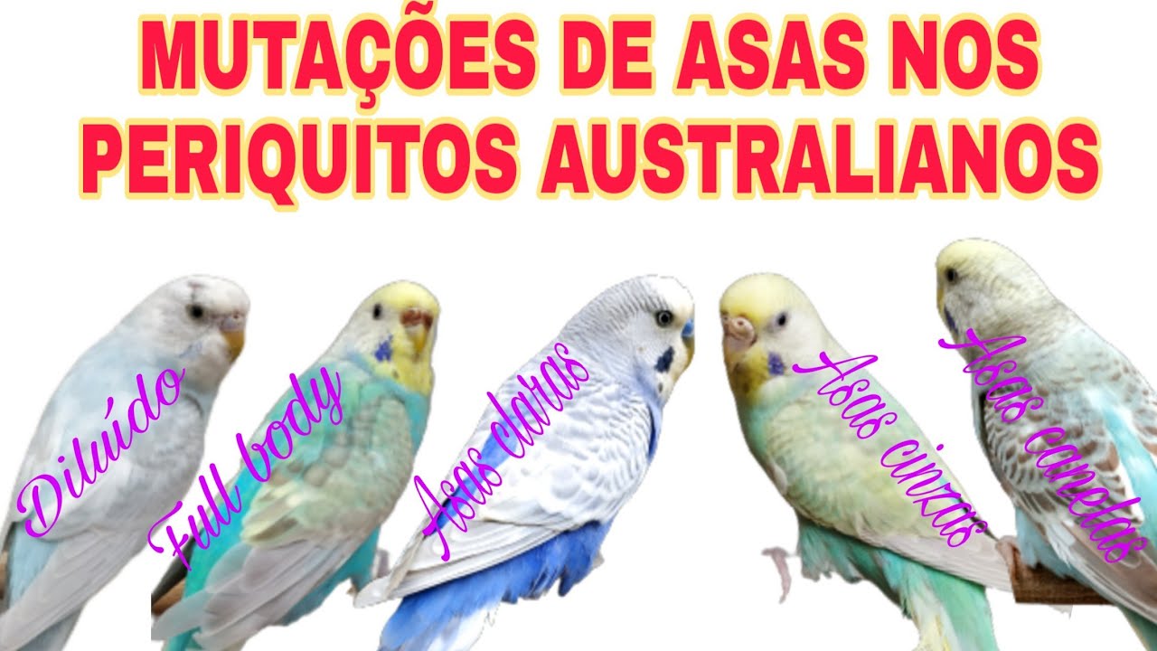 Como identificar periquitos de asas Claras, Cinzas, Canelas, Diluídos e full body