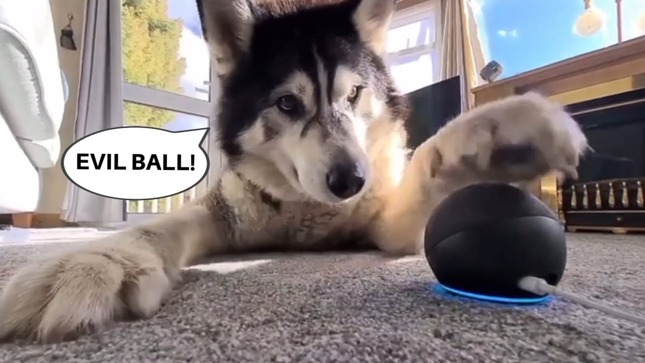 Husky Calls For Help To Defeat Alexa!