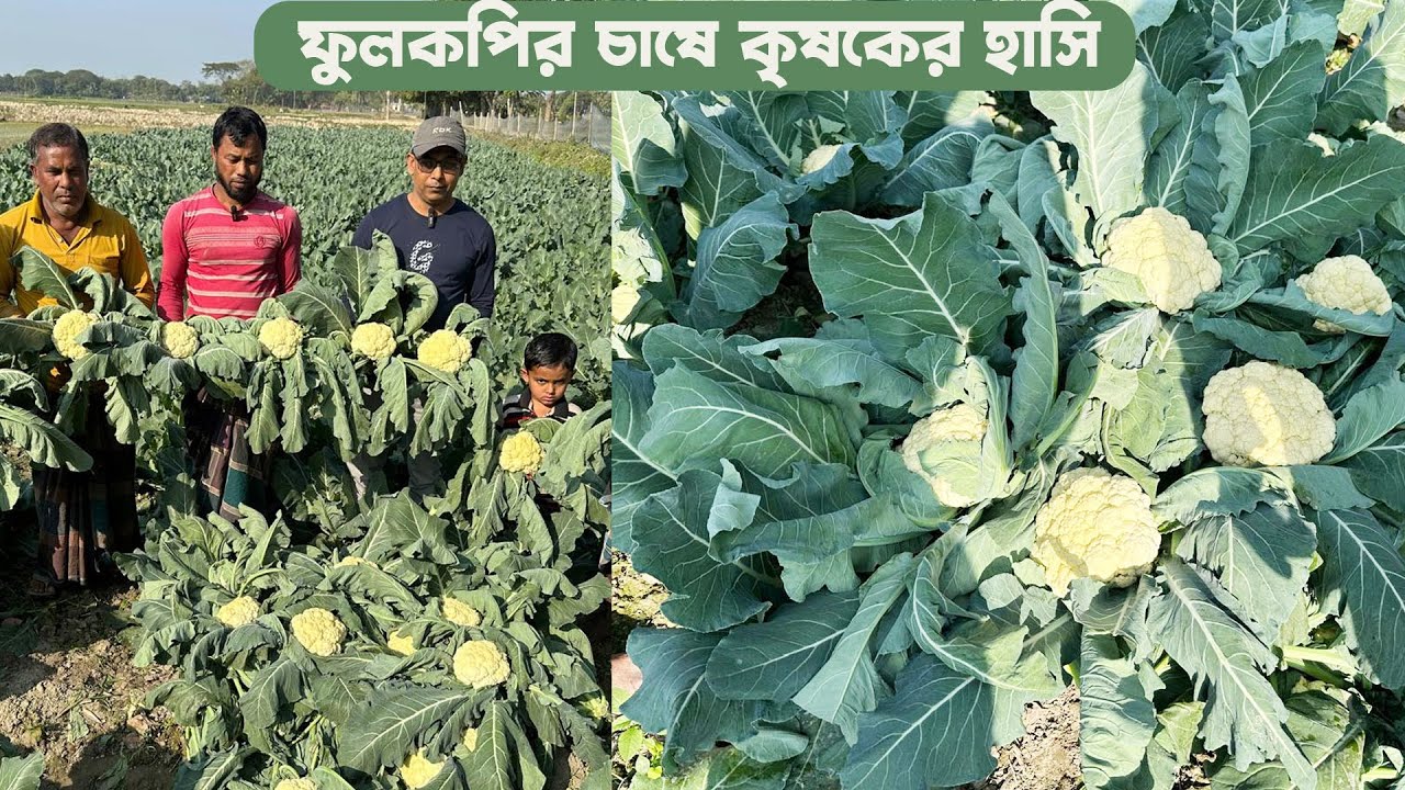 ফুলকপি চাষে কৃষকের হাসি #MdJahangirAlamSelim