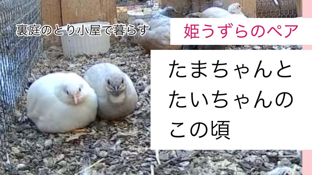 【姫うずらのペア】たまちゃんとたいちゃんのこの頃もやっぱり仲良しすぎる！【まったりノーカット】