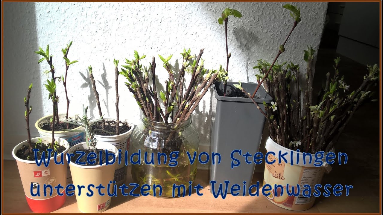 Wurzelbildung von Stecklingen anregen mit Weidenwasser