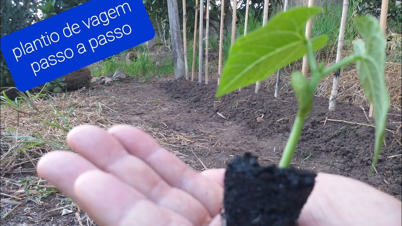 Vagem, tenha todas as informações de plantio, passo a passo,  até  o estaqueamento. ( apoio)