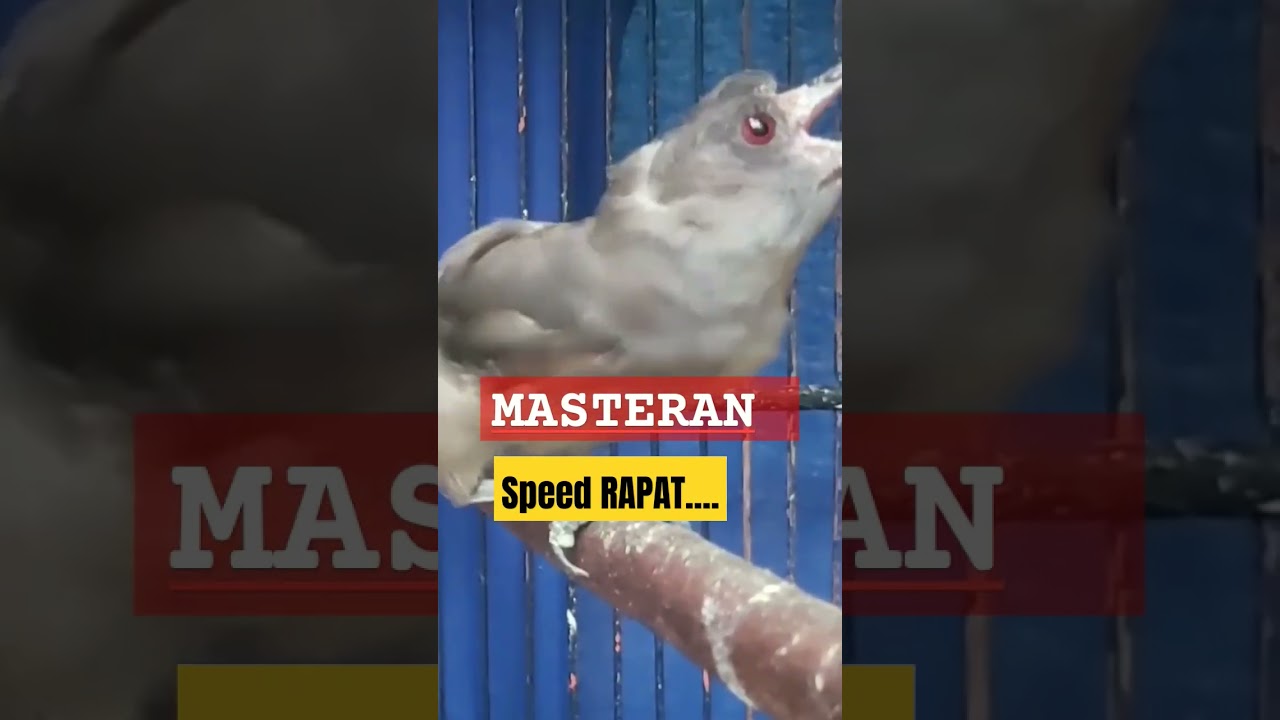 BURUNG MURAI AIR GACOR