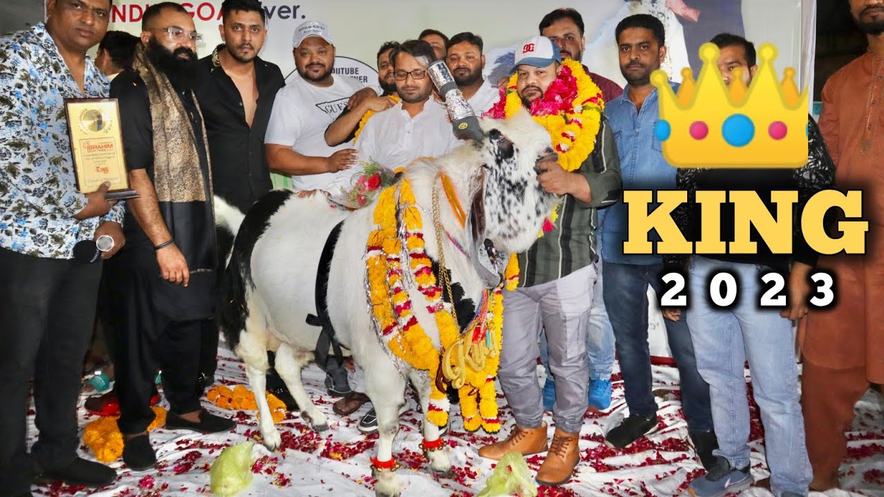India's Biggest Goat King 2023 At Ibrahim Goat Farm Bhopal