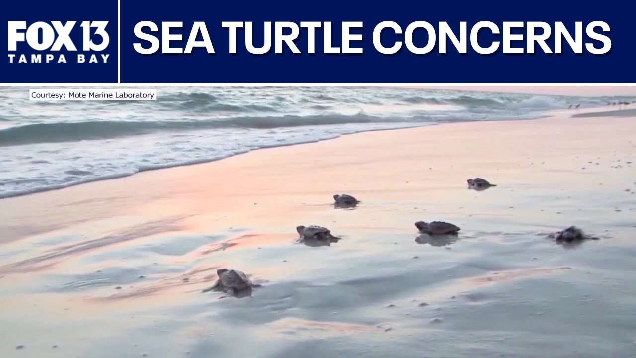 Sea turtles struggling to reach Gulf after hurricane damage on Anna Maria Island