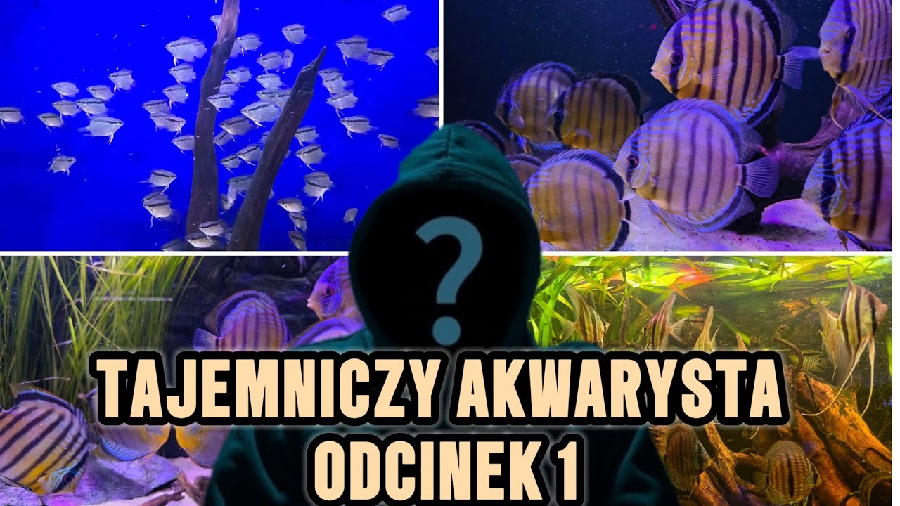 TAJEMNICZY AKWARYSTA - odcinek 1