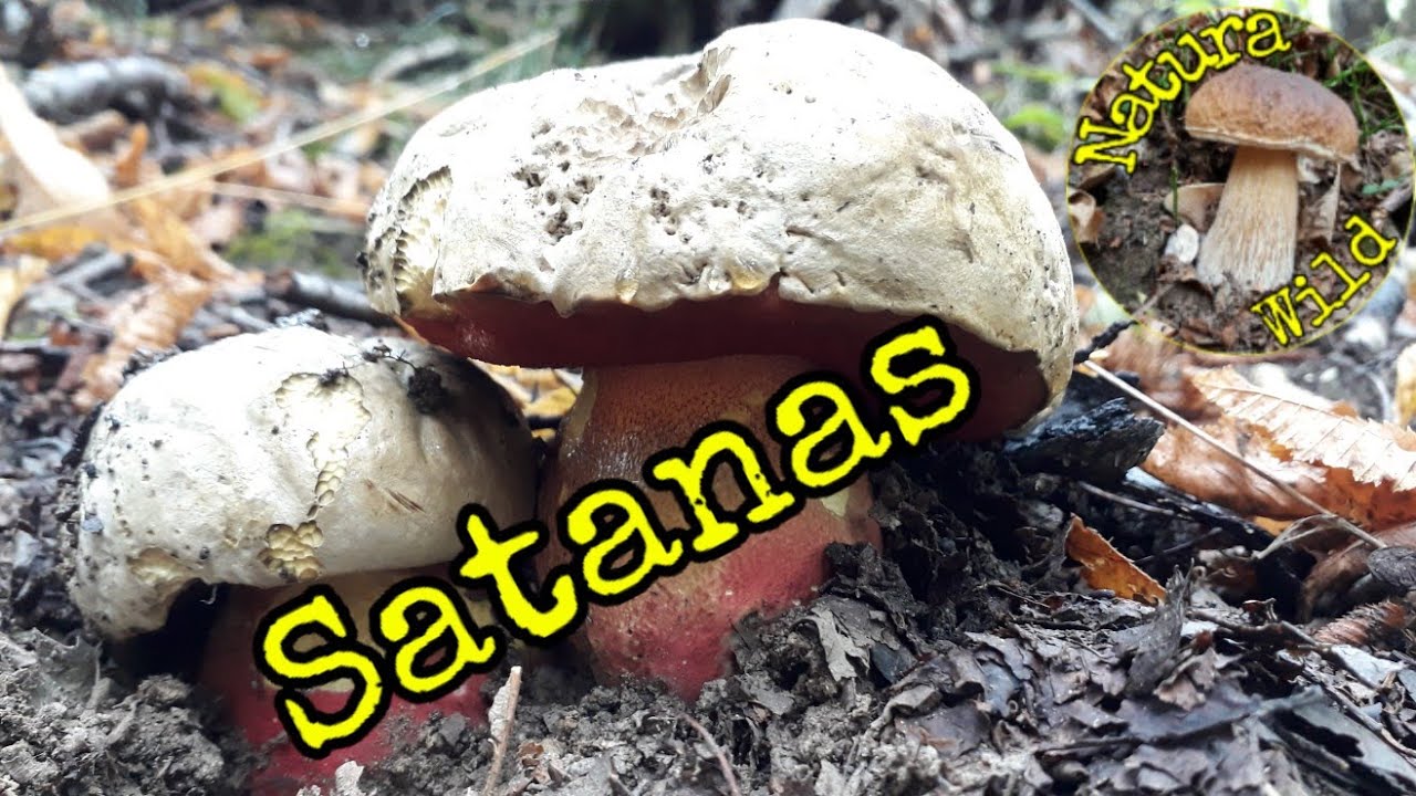 Boletus satanas 