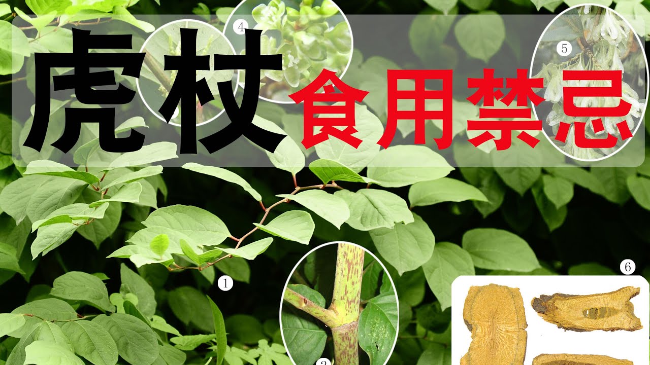 虎杖的功效和作用？虎杖的副作用！