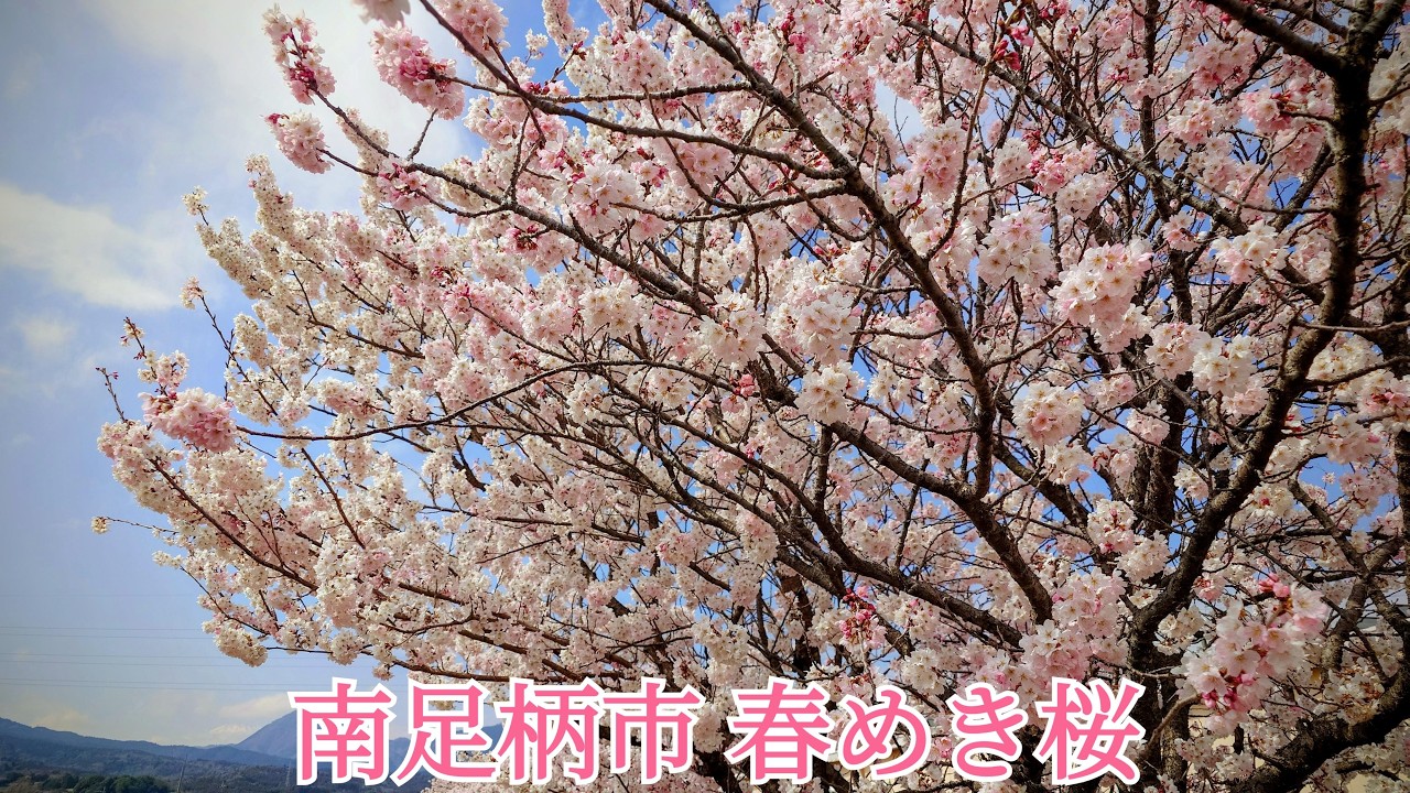20260317 南足柄市🌸満開の春めき桜