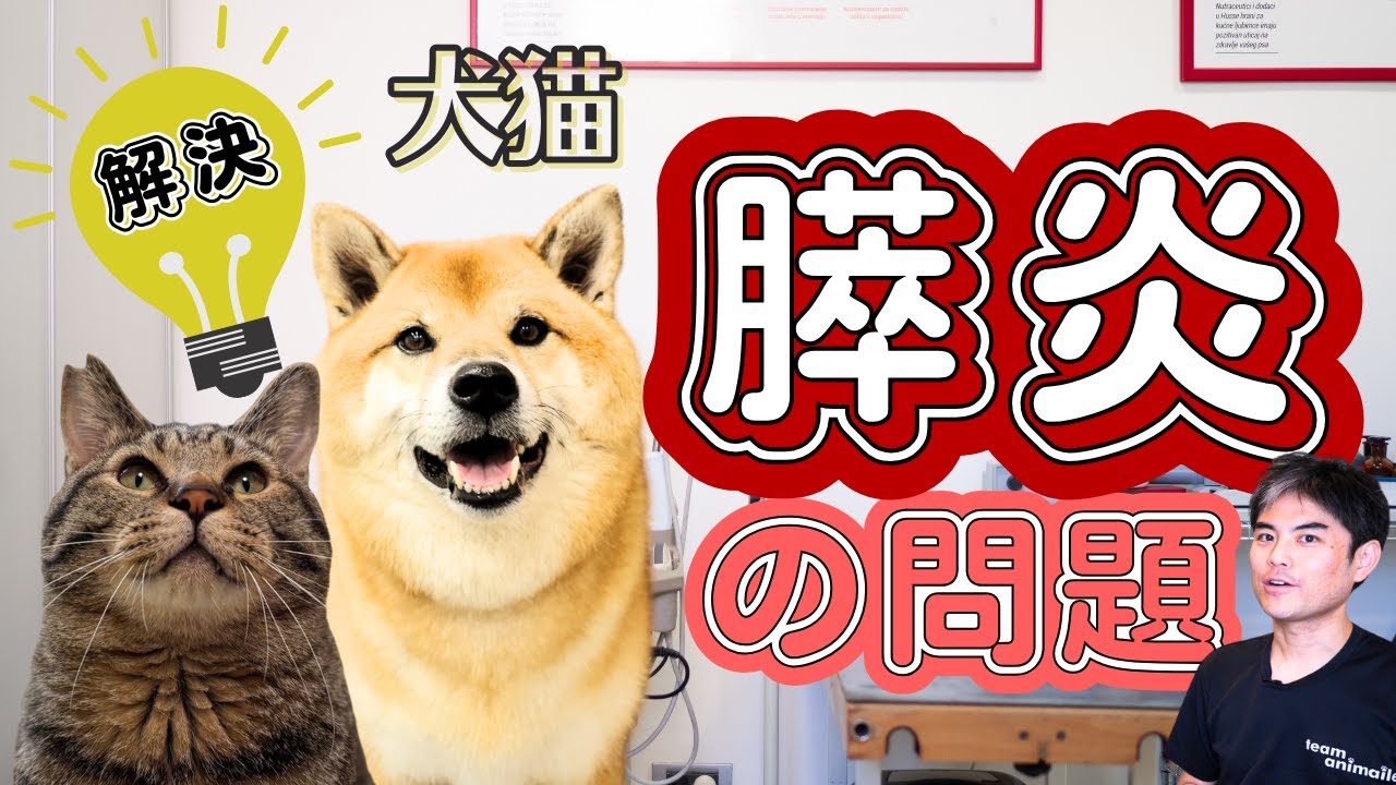 【どれくらい危険！？】犬と猫の膵炎の疑問を解決　特別な治療が必要なの？　低脂肪食をあげなきゃダメ？　再発する？　検査は？　抗生剤やステロイドは効果的？【獣医師・愛玩動物看護師・動物病院・ペット】