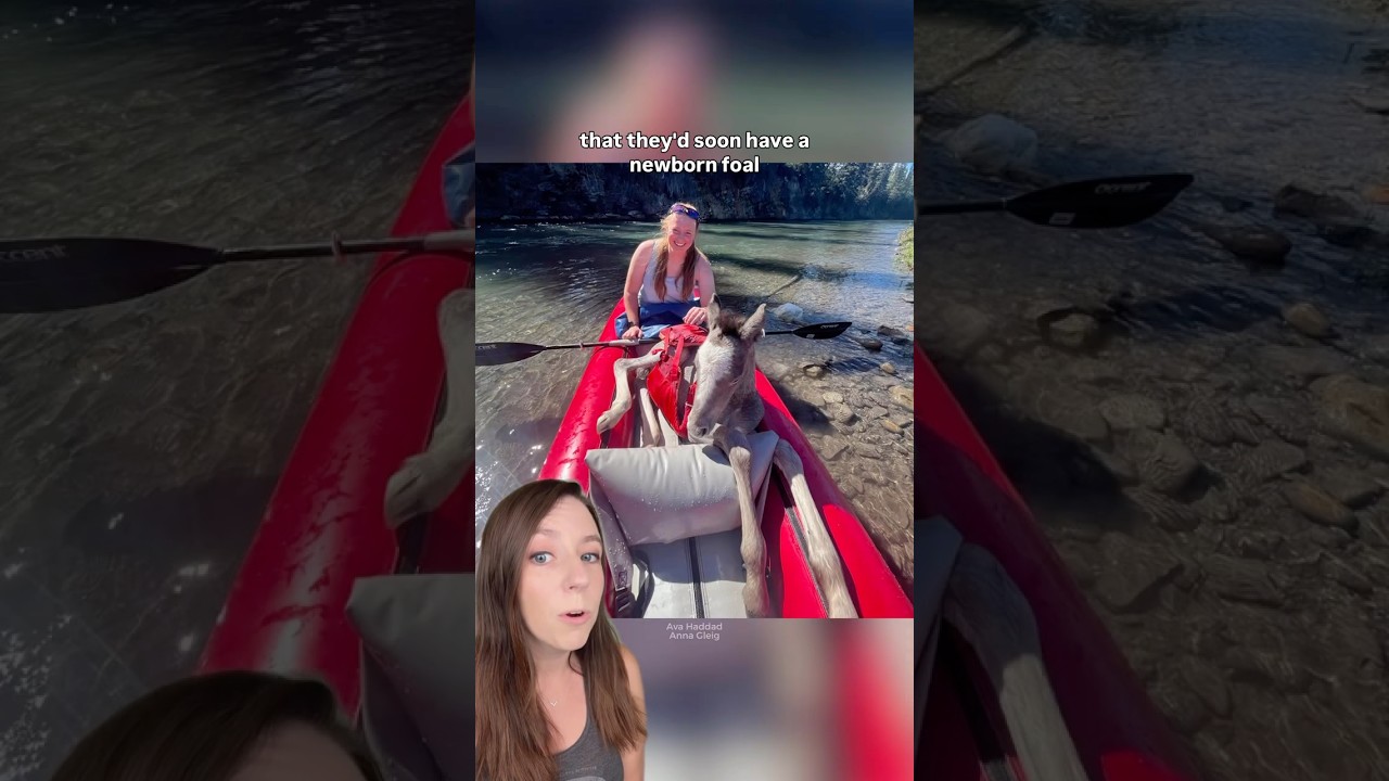 Drowning foal gets a life jacket and a rescue just in time #horse #shorts