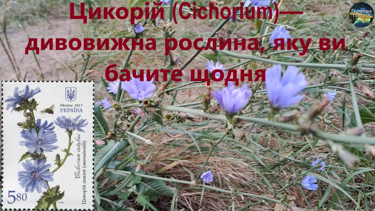 Цикорій (Cichorium)&mdash; дивовижна рослина, яку ви бачите щодня