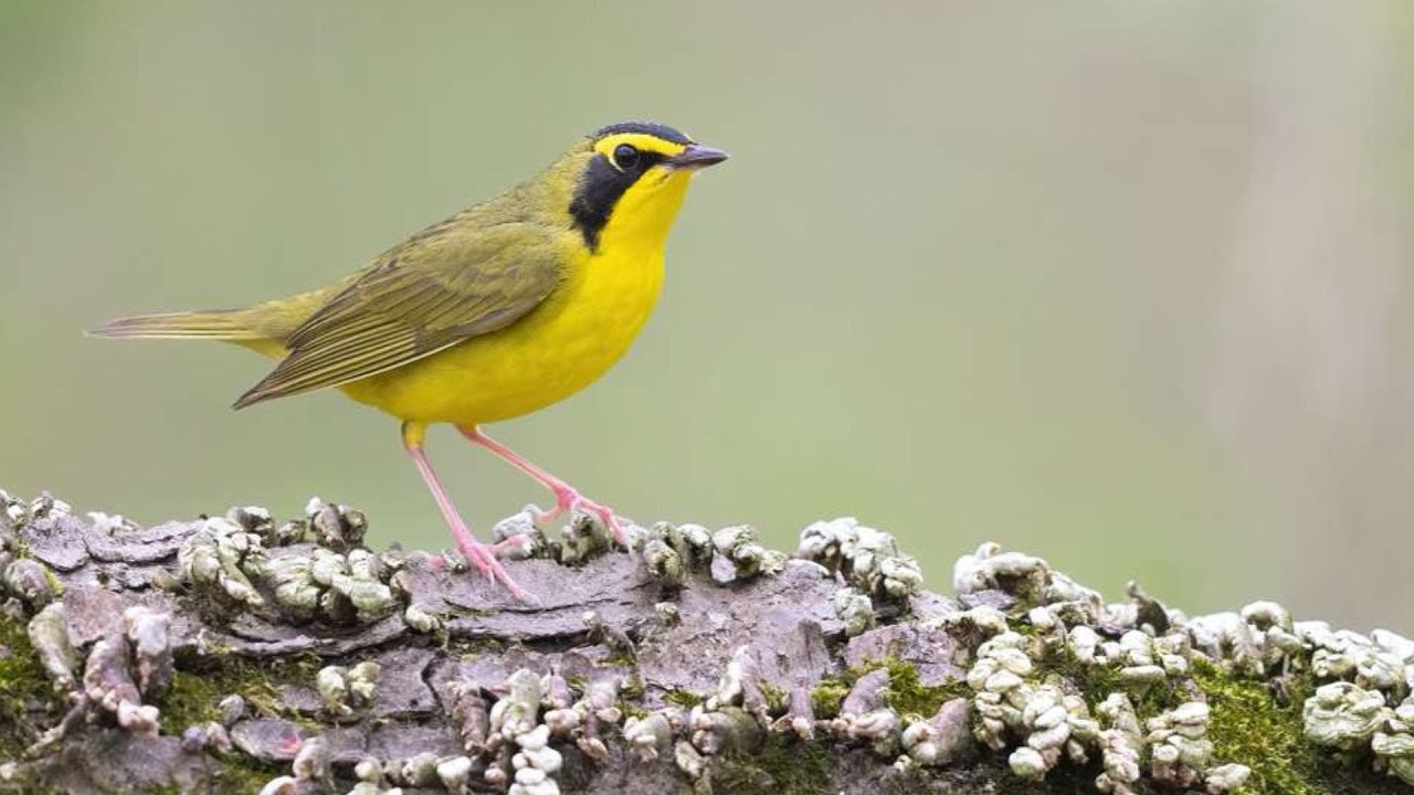 The Five Great Forests of Mesoamerica - Protecting Our Shared Birds