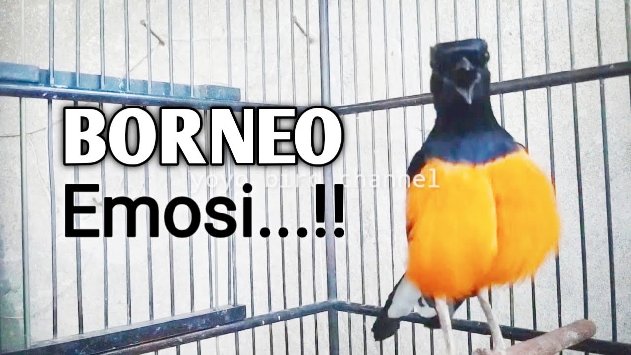 LANGSUNG NYAUT !!! PANCINGAN MURAI BORNEO GACOR !!!