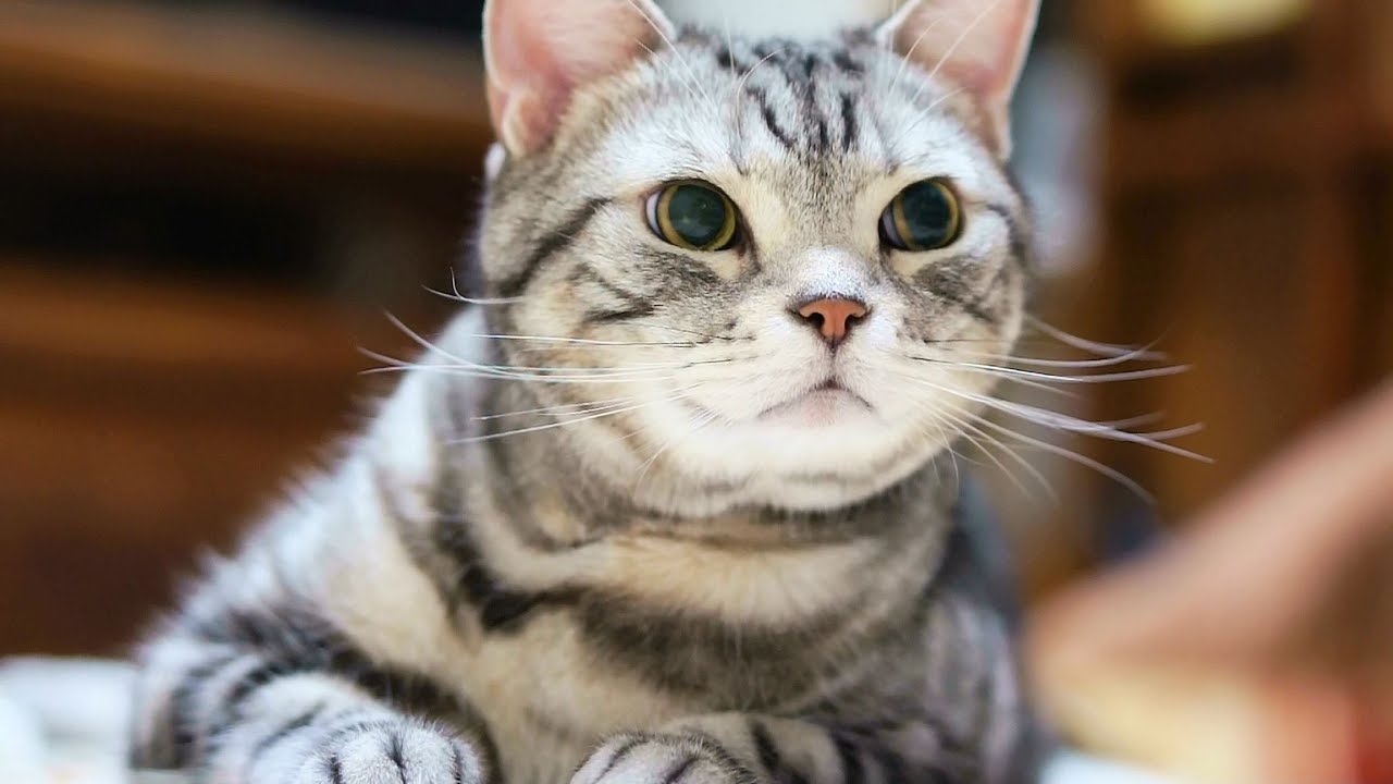 躊躇いの1分 しぶしぶブラッシングされに行く猫
