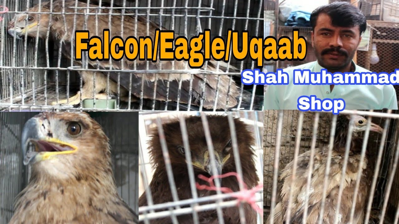 Falcon Eagle Shikra Uqaab  At Saddar Empress Birds Market Shah Muhammad Shop Part 1 Urdu/Hindi ...
