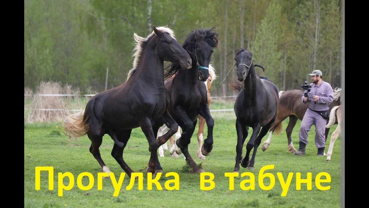 Прогулка  в табуне. Кроющий конь, мамки, жеребята - релакс.