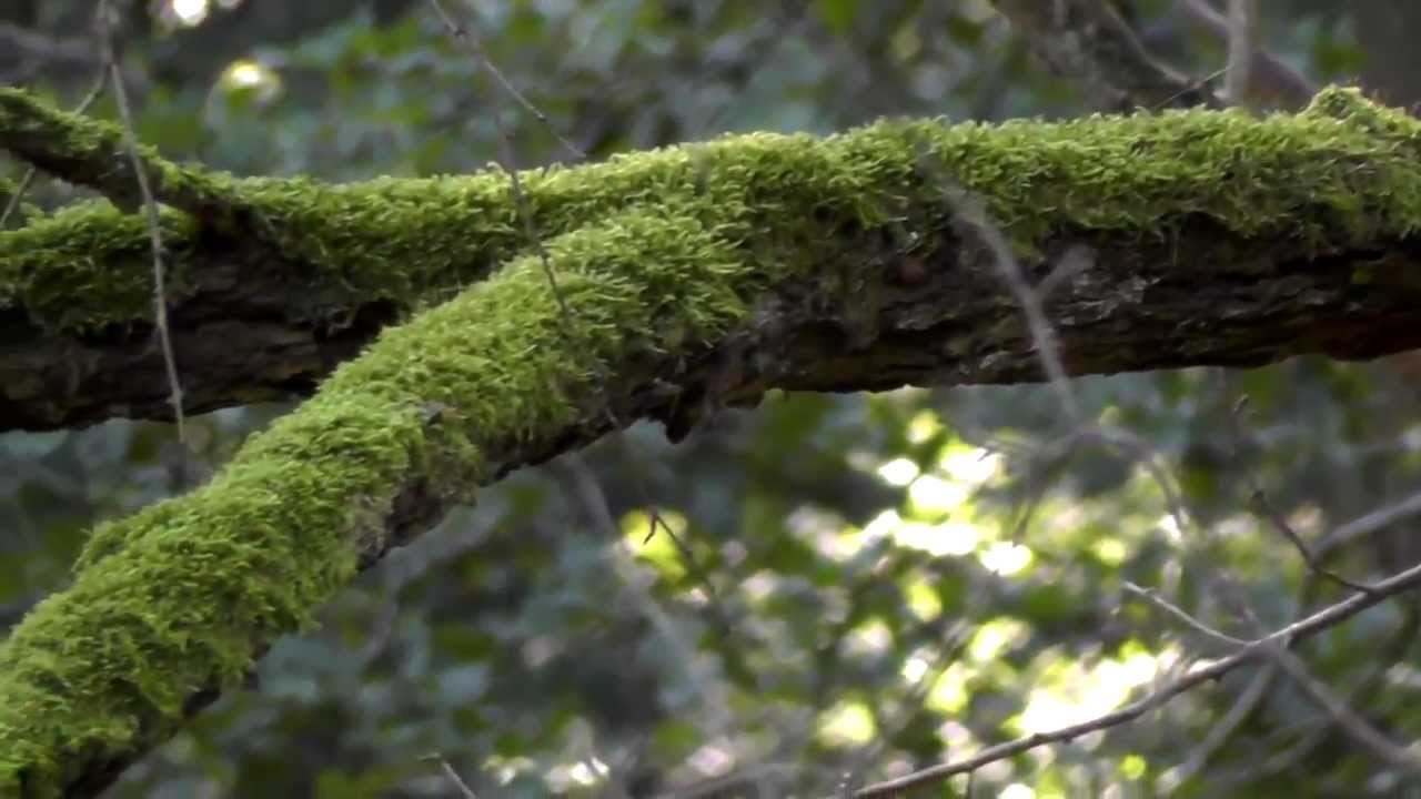 Panasonic HC-V700 camcorder test HD - Nature, color, macro, stabilization (loonse & drunense duinen)
