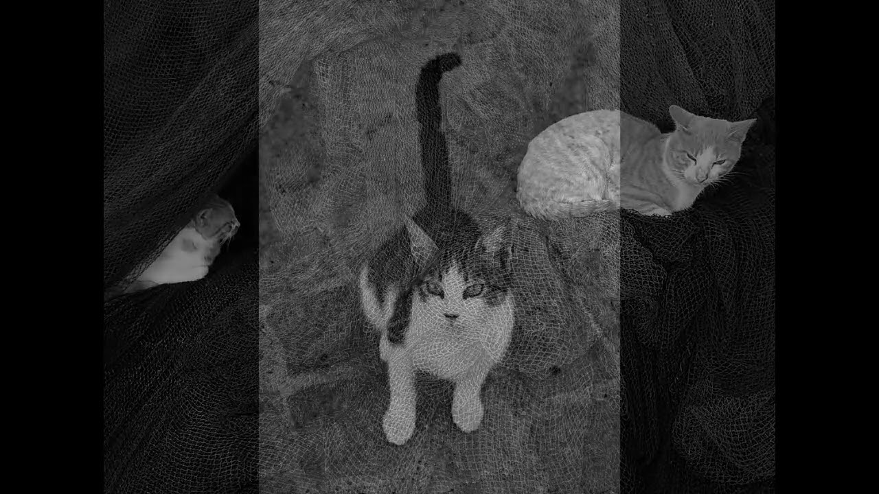 Street Cats