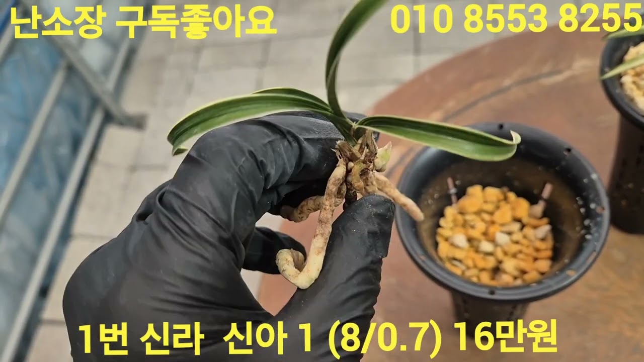 2026년 3월 8일일요일 1번신라 16만원  2번제왕8만원 3번중투호 6만원  감사합니다 