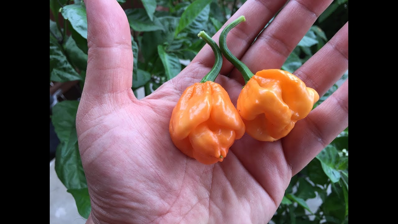What's That Pepper Ep40 - The Amazing Bahamian Goat Pepper