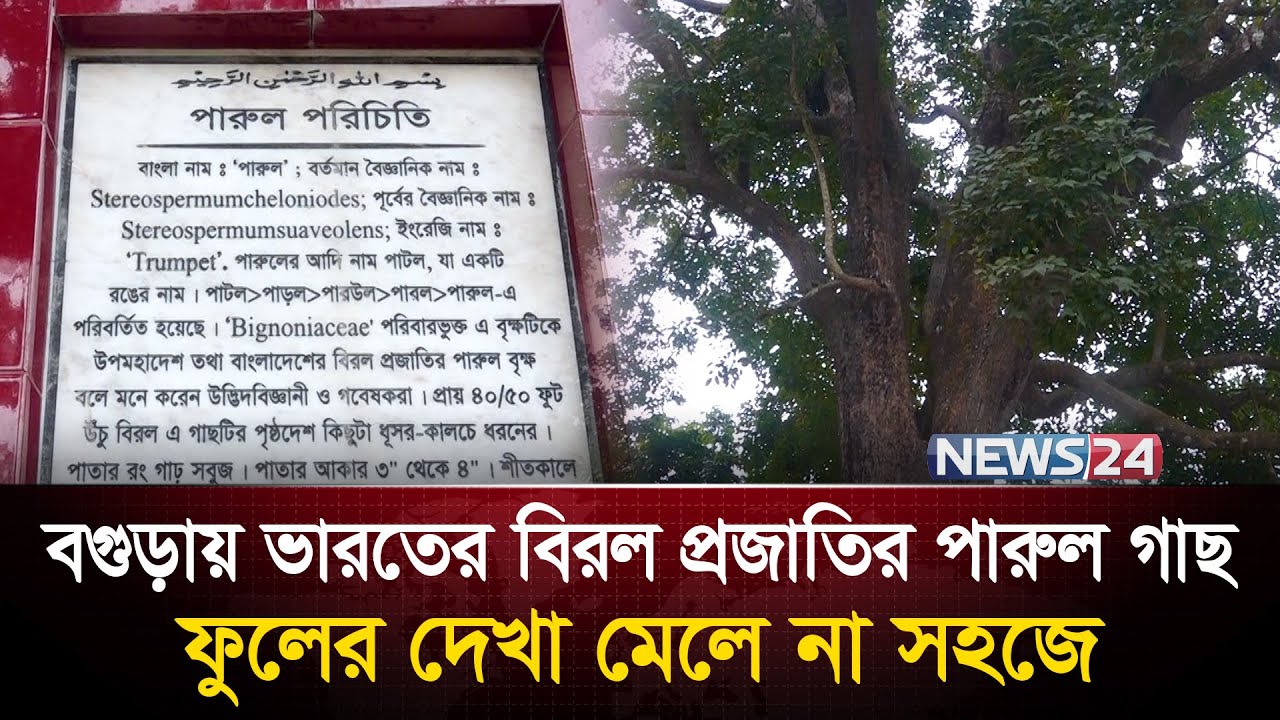 সোনাতলায় দাঁড়িয়ে আছে বিরল বৃক্ষ পারুল | বিরল প্রজাতির পারুল গাছ | News24 Special