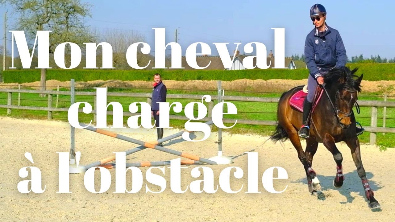 cheval saut obstacles dans le calme