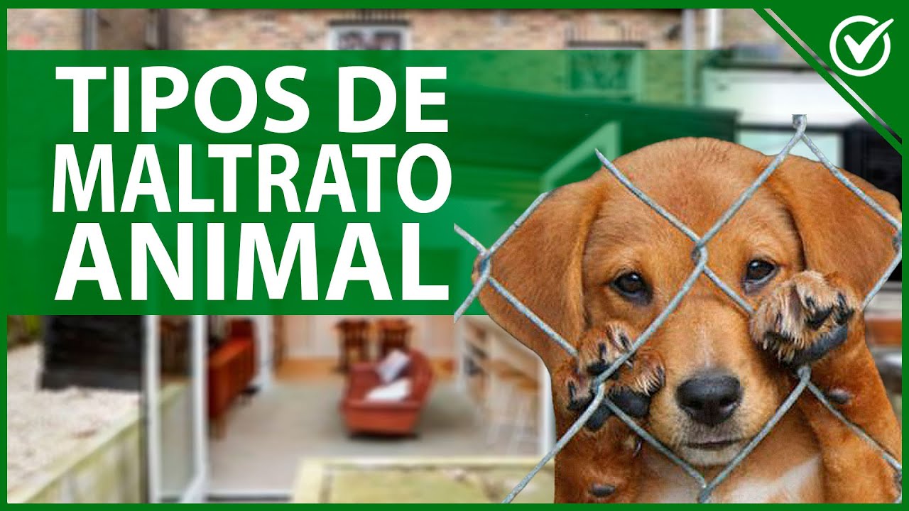 🐱 ¿Qué es el Maltrato Animal, Tipos de Maltrato y qué Puedo Hacer para Evitarlo? 🐶🤕