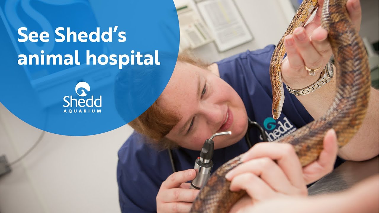 See Shedd&rsquo;s Animal Hospital