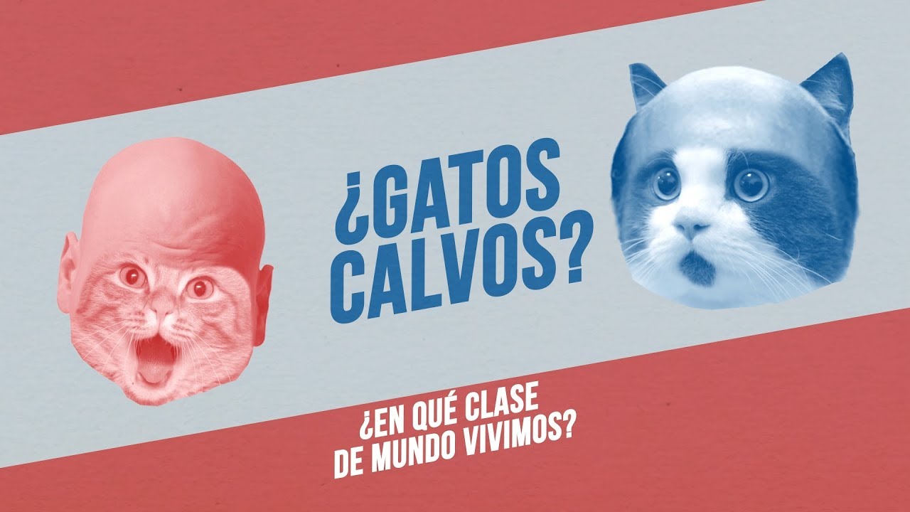 ¿Tu gato tiene CALVAS? 👴🐈 | SARNA parece, TIÑA no es… ¿Qué puede ser?