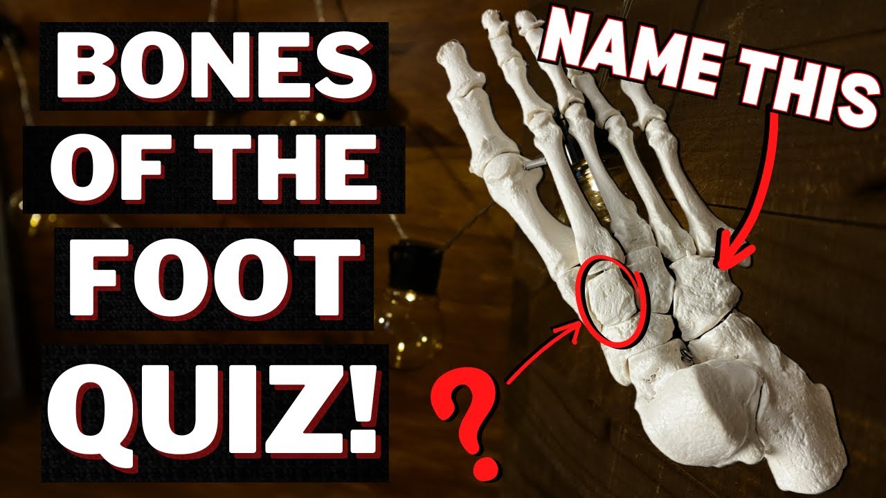 Practice Quiz on the Bones of the Foot so You Pass Your Exam