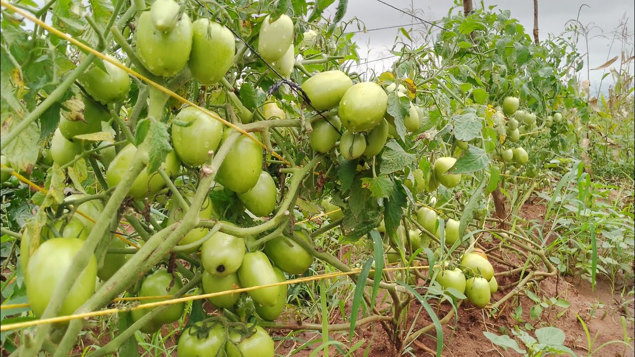 DAWA YA MNYAUKO KWA NYANYA