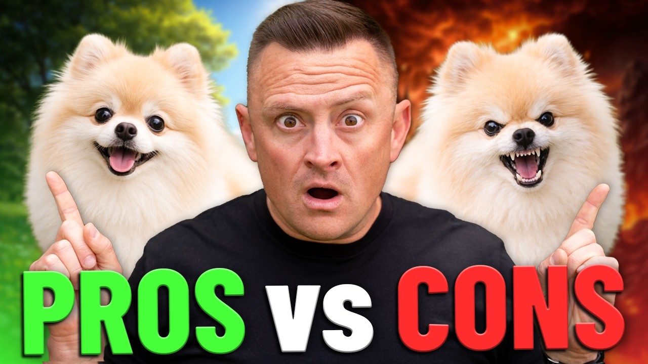 Pros & Cons of Owning a Pomeranian! (Before You Bring One Home)