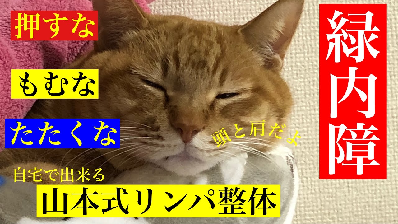 【緑内障】犬猫専門リンパ整体で眼圧の上昇を抑える　頭と肩編#緑内障 #ねこ #いぬ #整体 #リンパ