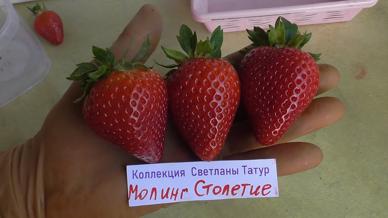 МОЛЛИНГ СТОЛЕТИЕ - проверенный  сорт клубники с отличными показателями. / питомник КЛУБНИКА-МАЛИНА.