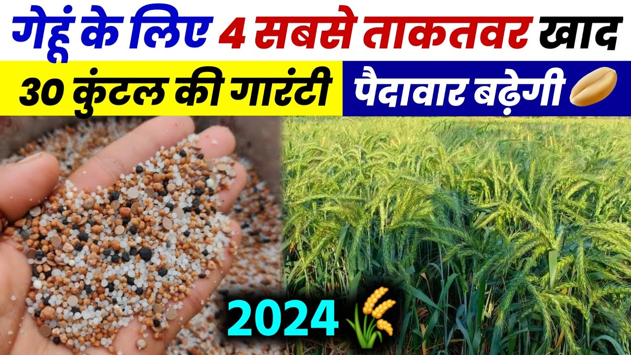 गेहूं में बिजाई के समय ये 4 खाद डालो | 30 क्विंटल की गारंटी | Gehu Me Konsa Khad Dale, Gehu Ki Kheti
