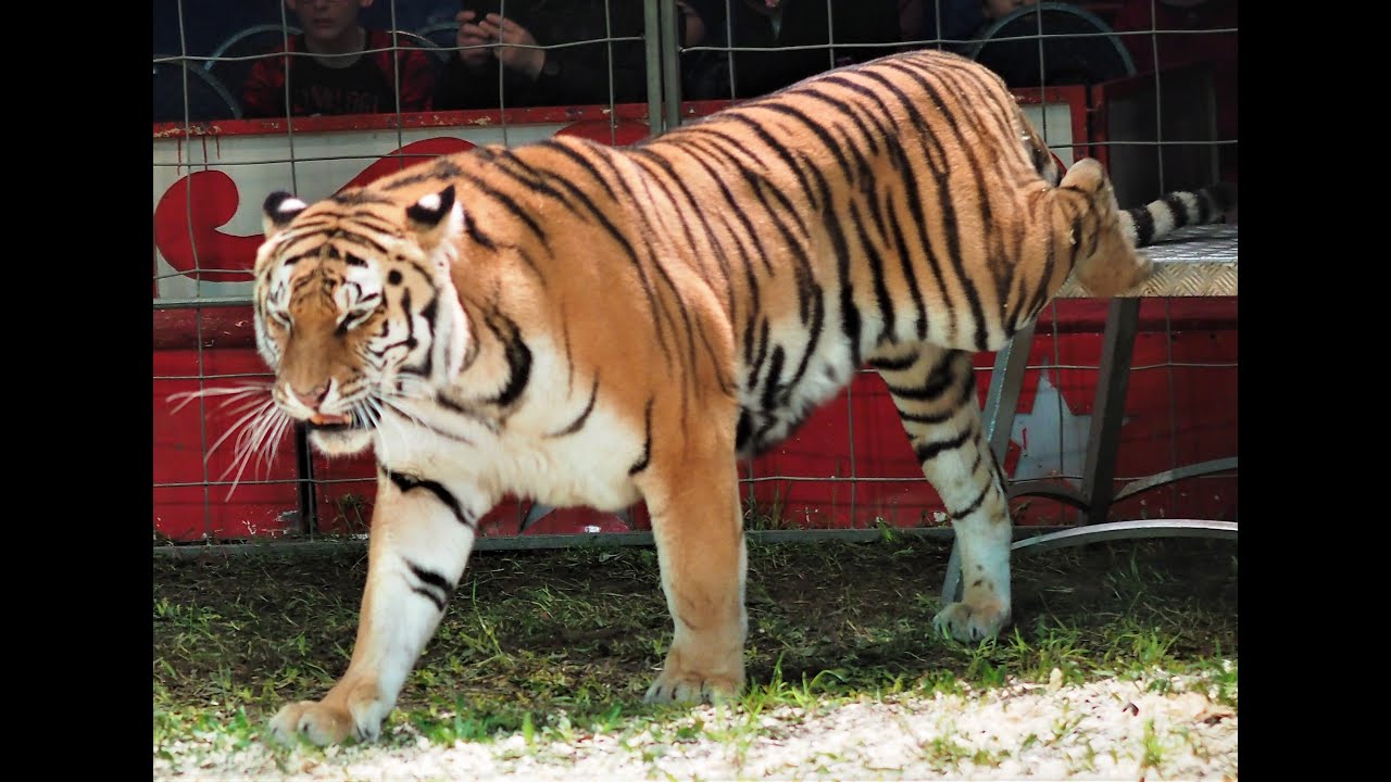 Tiger-Show mit Sascha Prehn - beim Familien-Zirkus Manuel Weisheit in Brühl - 17. November 2019