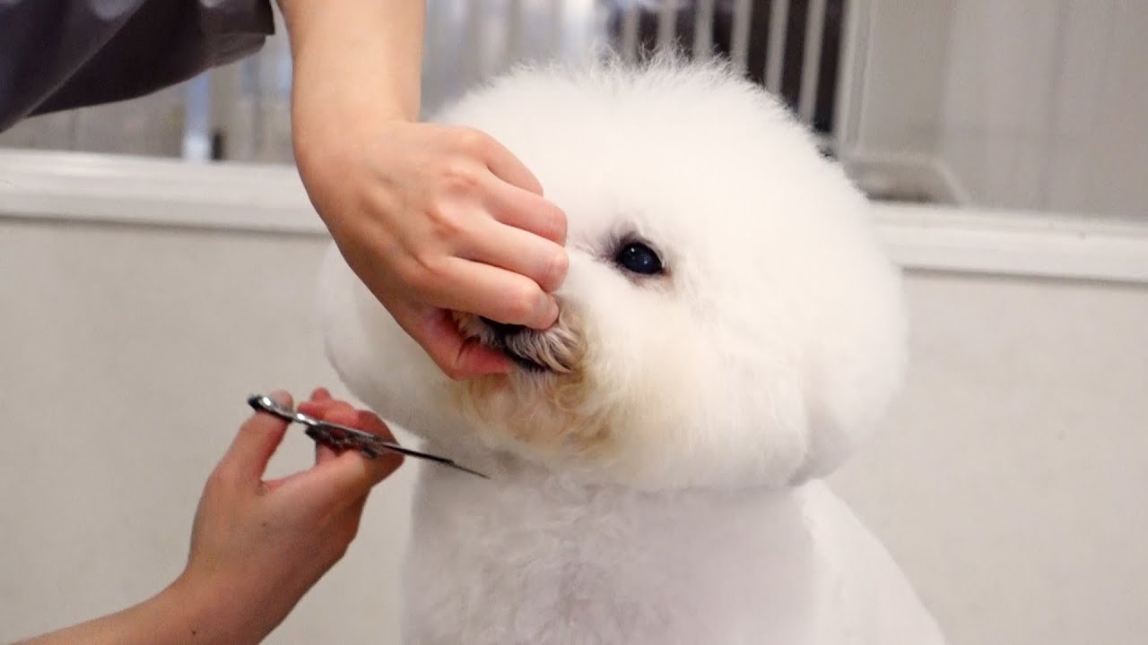 まんまるアフロヘアーがかわいい！ビションフリーゼのトリミング風景を公開します♪