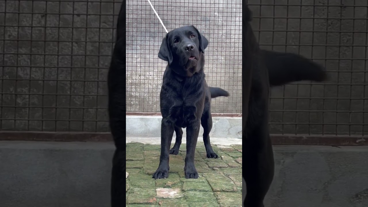 Queen of sikri kennel #lab #labradorlove #labrador #beauty #love #dog #doglover #shorts #trending