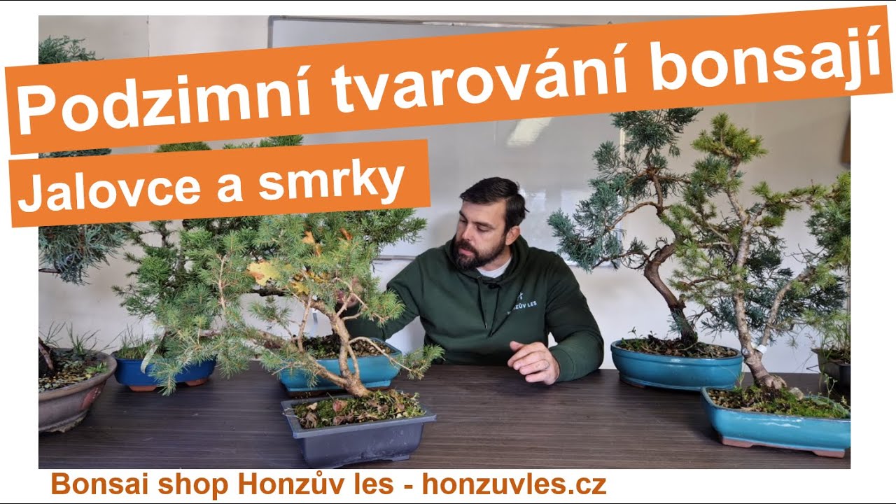 Podzimní tvarování bonsají - jalovce a smrky.