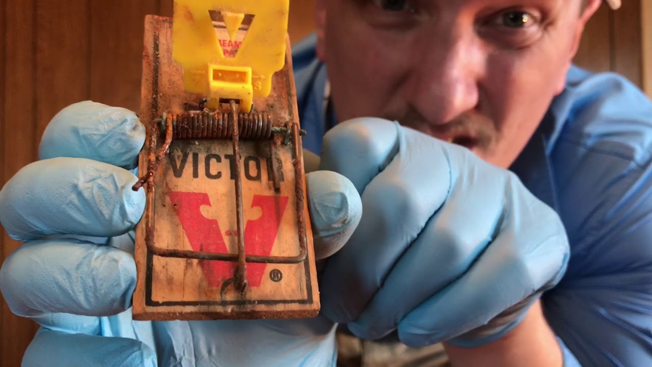 Mice Monday - Ep.1 - Why Mouse Traps DON'T WORK!
