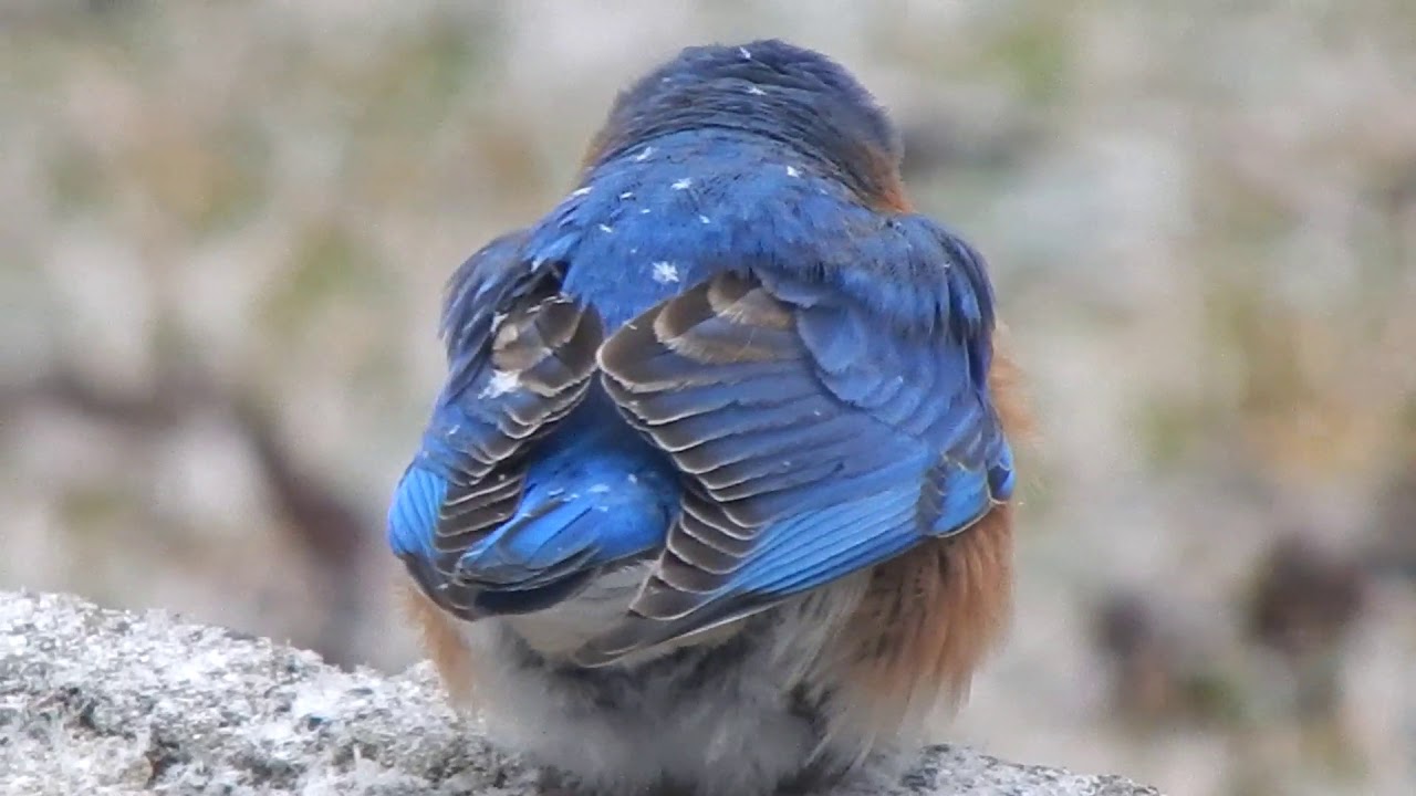 Wildlife in the Southern Snow