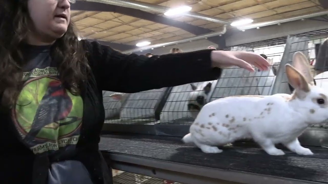 MJ PigeonPoultryRabbit Show Pt3