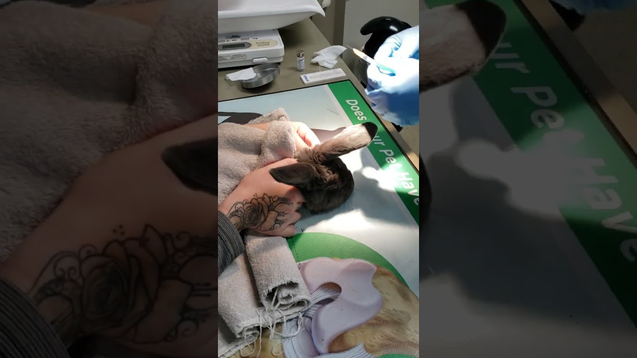 Rabbit Venipuncture