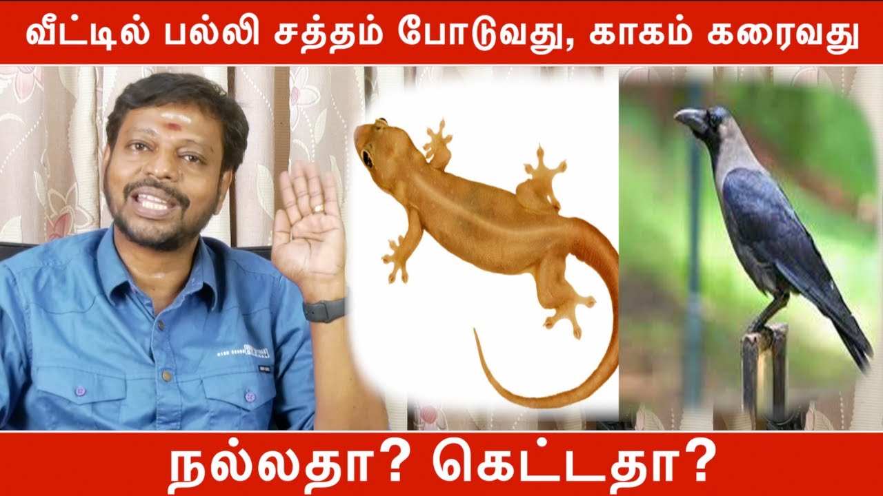 வீட்டில் பல்லி சத்தம் போடுவது, காகம் கரைவது நல்லதா? கெட்டதா? | Mayan Senthil Kumar