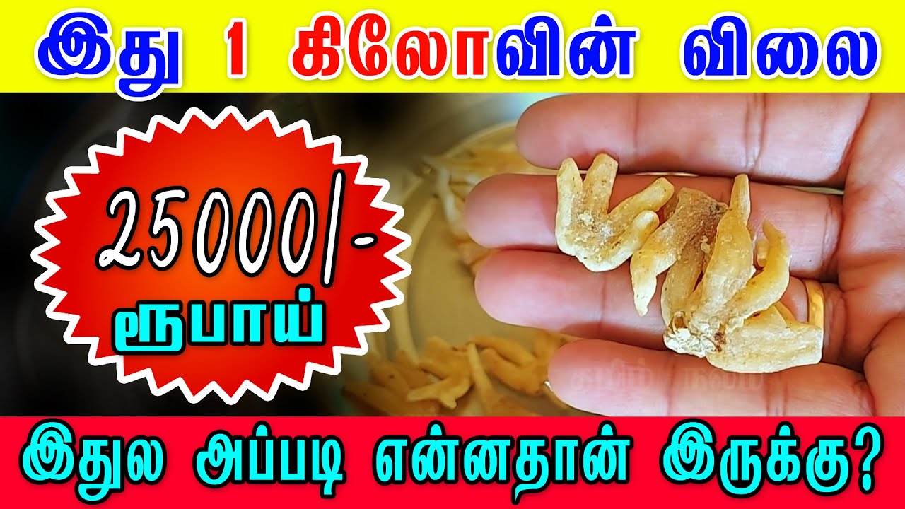 சாலாமிசிரி பற்றி தெரியுமா உங்களுக்கு? salam mishri benefits in tamil | Body Strength Herbal in Tamil