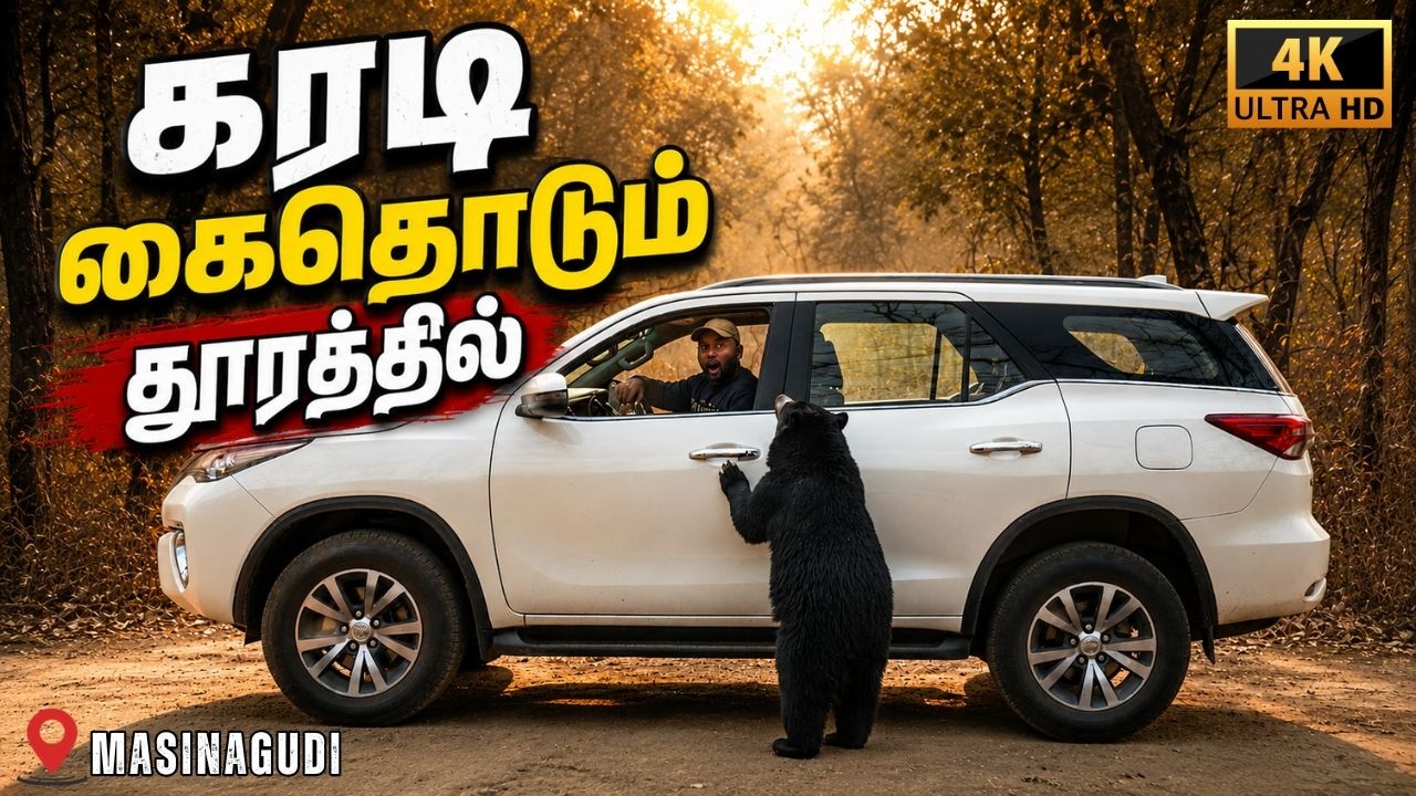 கரடி கைதொடும் தூரத்தில் 😱 | மசினகுடி Forest காலை சூரியோதயம் | Wild Animals & Birds Everywhere 🦌🦜