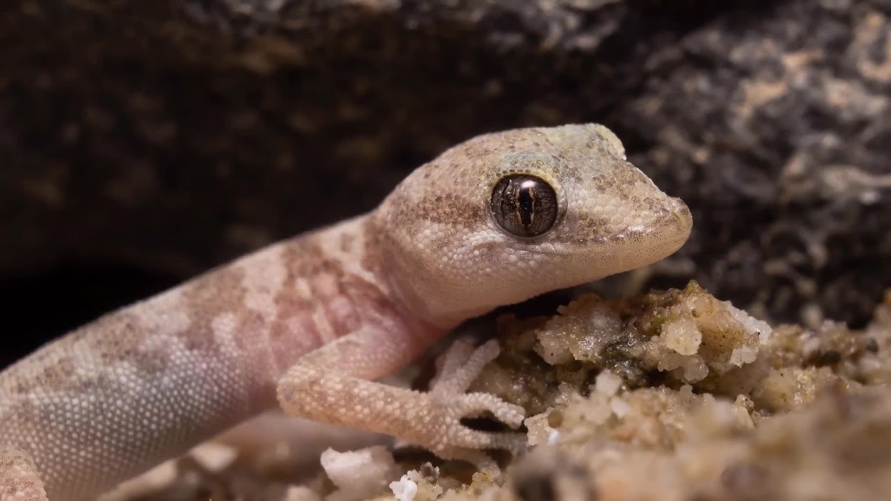 El gecko, del norte grande | Animales chilenos superasombrosos - T1E12
